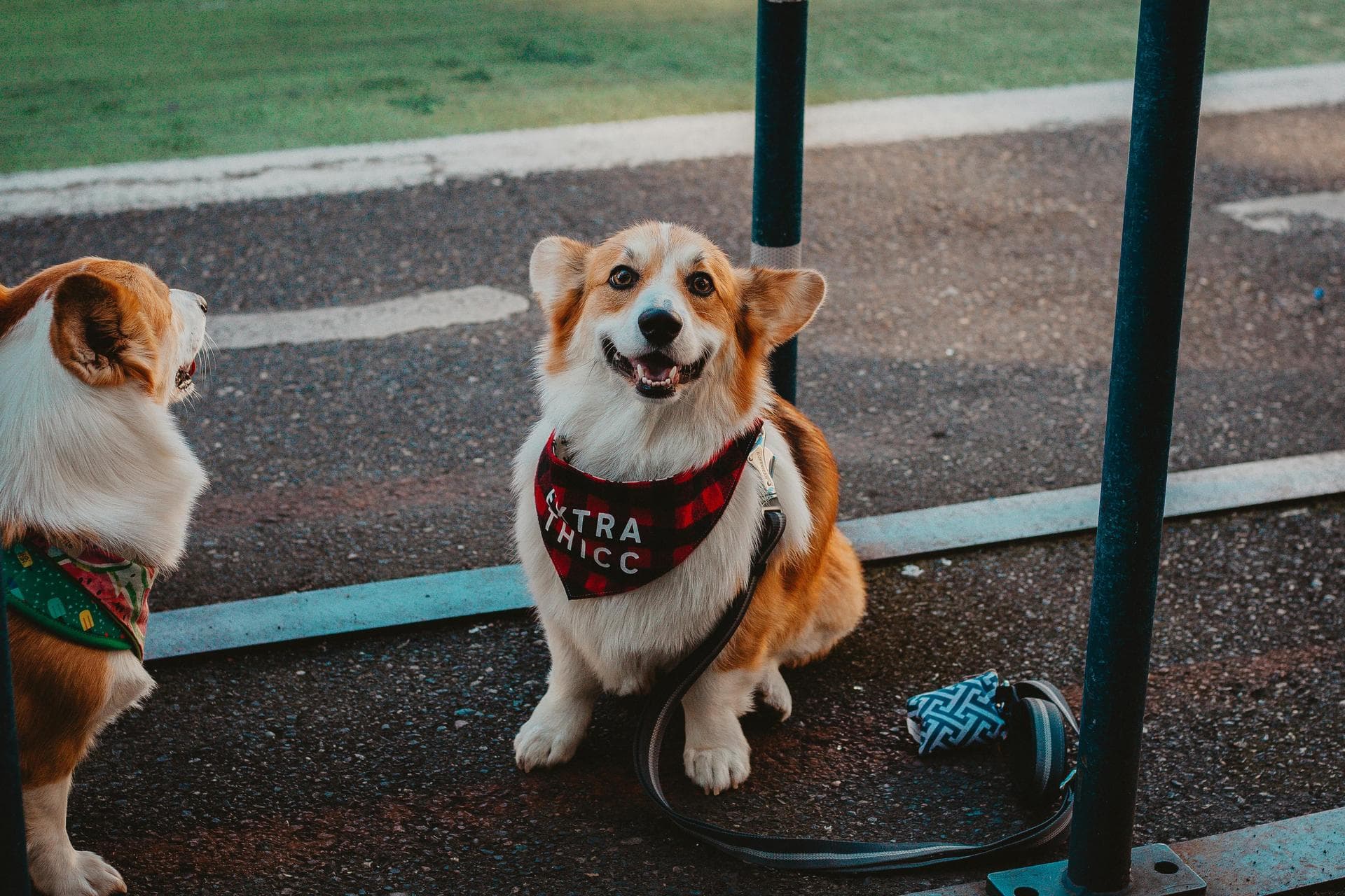 Dog & Cat Vets in San Tan Valley
