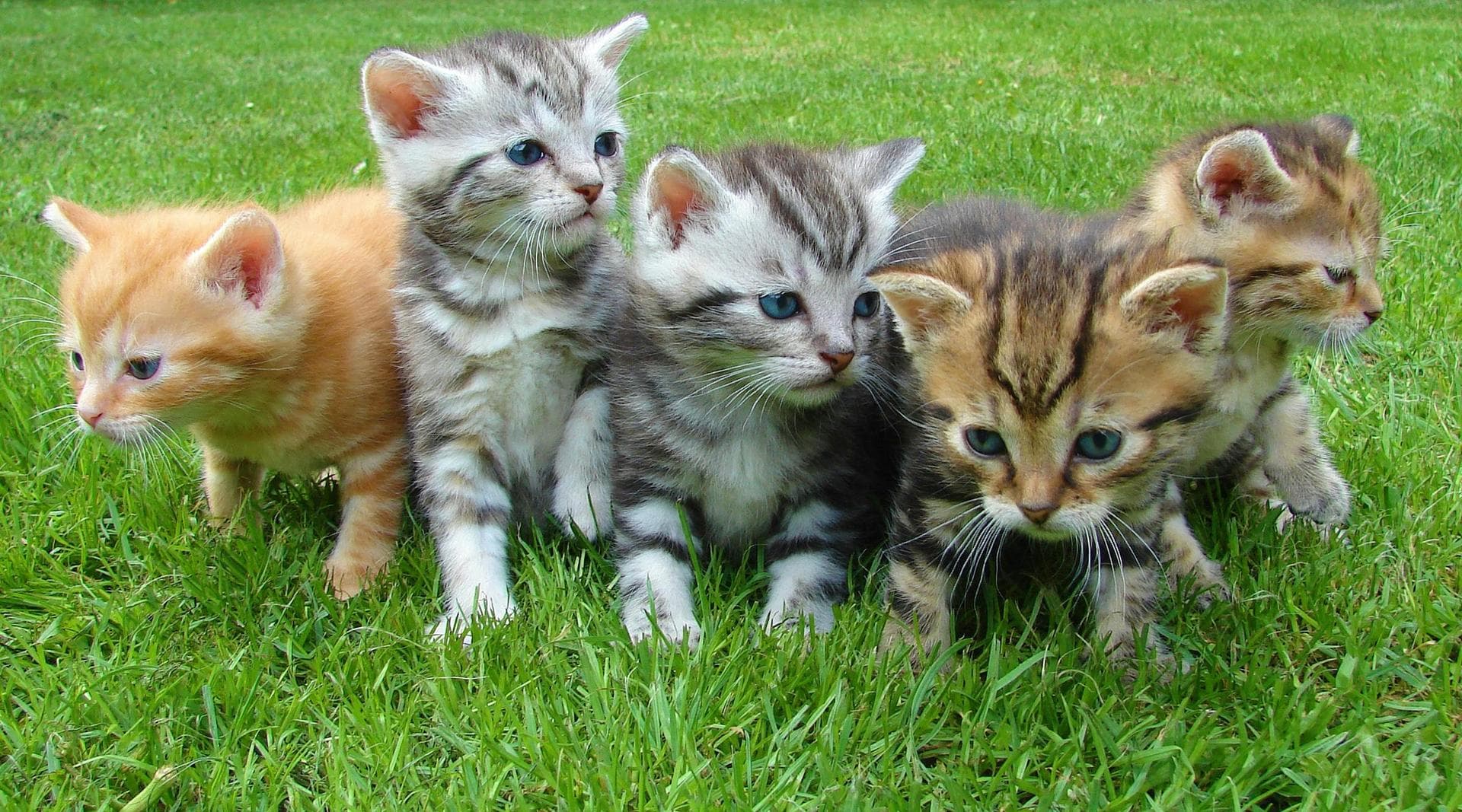 Dog & Cat Vets in Casa Grande