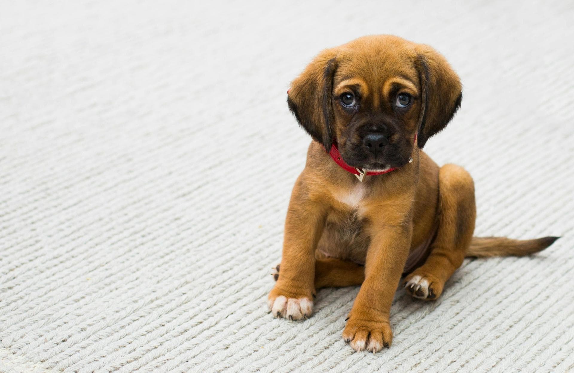 Dog & Cat Vets in Star Valley