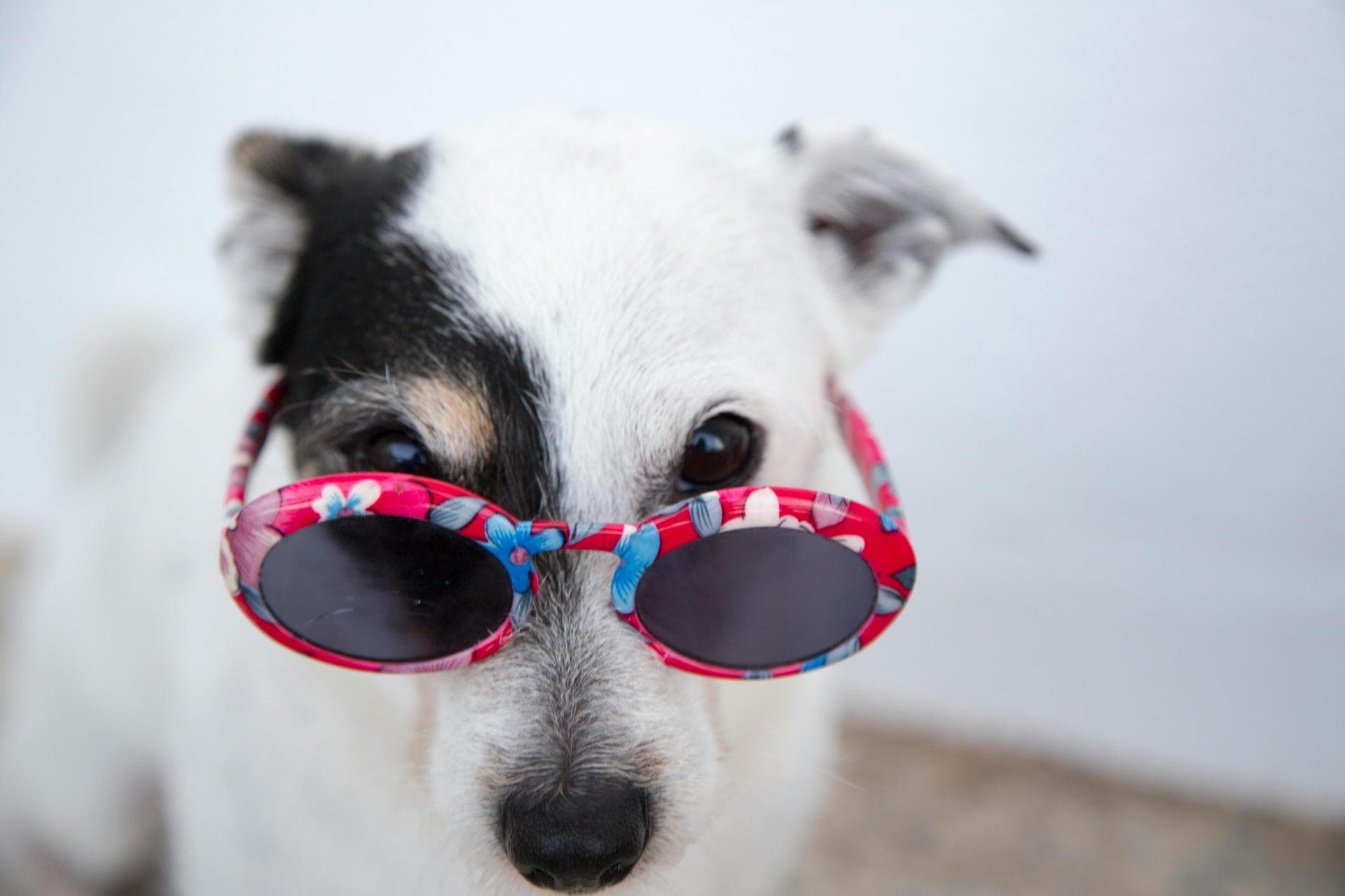 Emergency vets in Fort Mohave