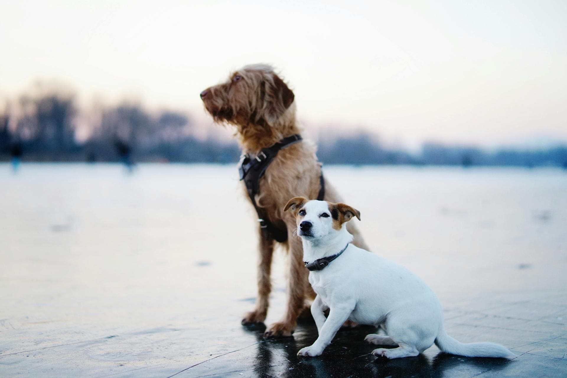 Best Vets in Apache Junction