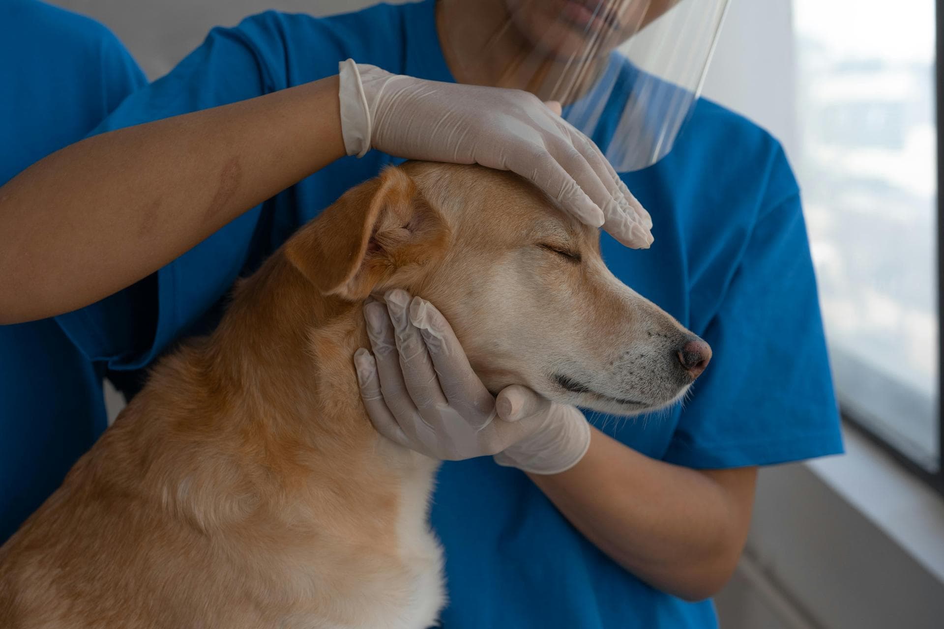 Best Vets in Green Valley