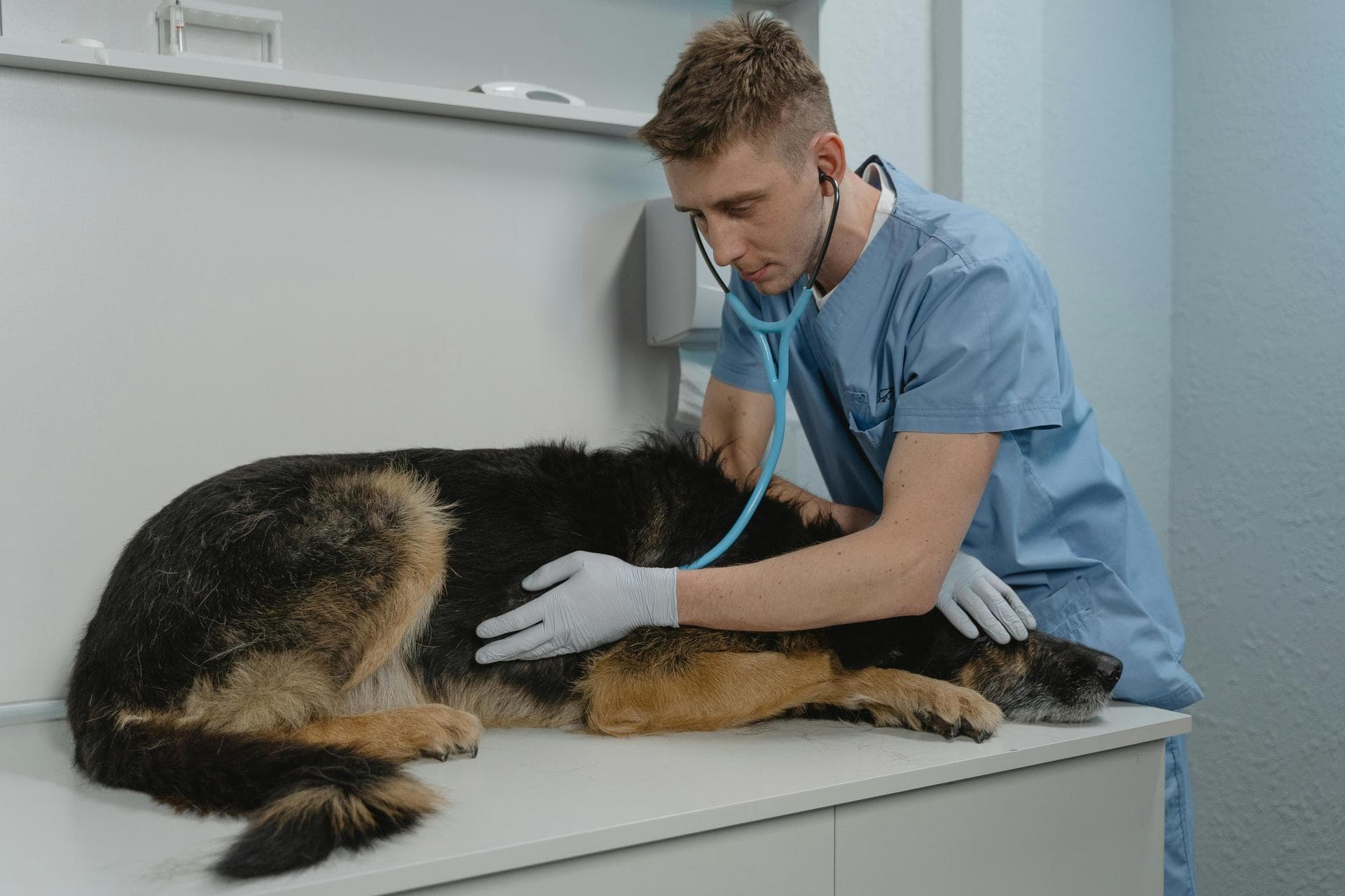Emergency vets in Apache Junction